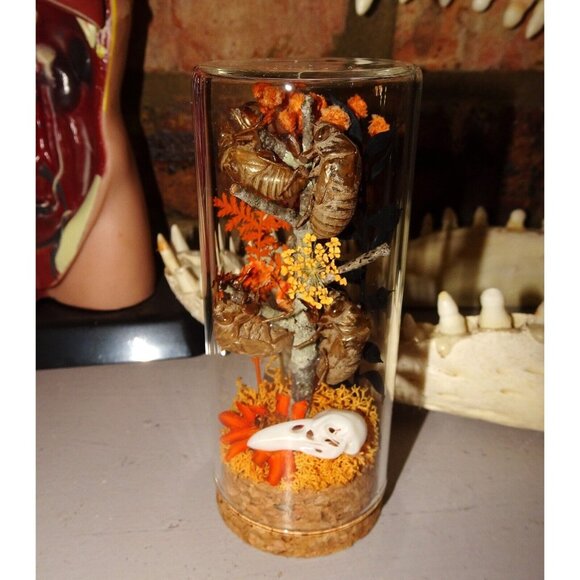 Cicada Skins Autumn Flowers Nature Art Oddity Jar mini Raven Skull goth witchy - Picture 2 of 16